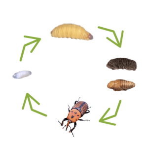 Pafnisoin Lot De 8 Pièces Pièges à Charançons Du Pain - Pièges à Phéromones Efficaces Pour Éliminer Rapidement Les Insectes